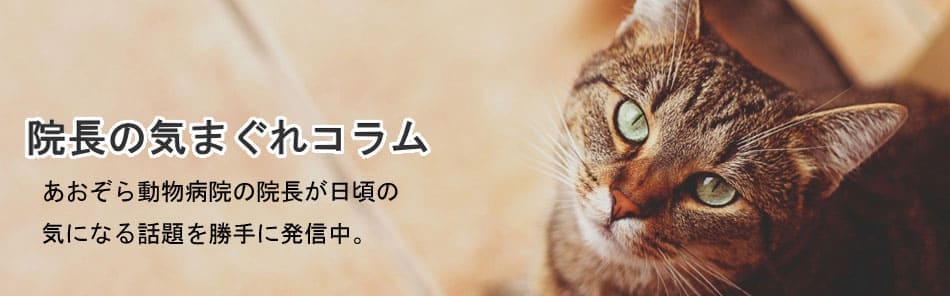 犬・猫にノミを見つけてしまった時の対処法  院長コラム｜あおぞら 